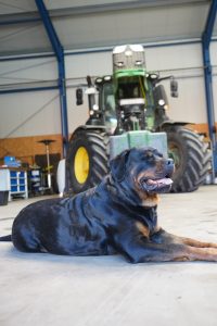 Ein Rottweiler liegt entspannt in einer Werkstatt vor einem großen Traktor.